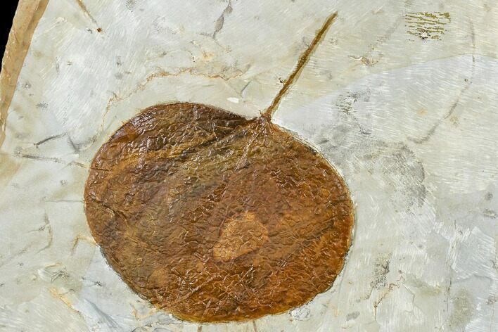Fossil Hackberry Leaf (Celtis) - Montana #113234